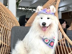 -星多哈·狗咖·拼豆·咖啡