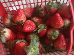 -胜丰草莓采摘园