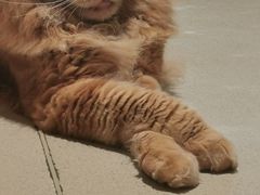 -藏猫猫咖啡主题馆(中央大道店)