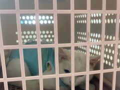 -北京观赏动物医院·24小时大型综合·猫专科·异宠专科