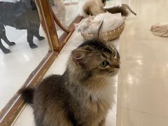 -共舞时光猫咖·狗咖(新街口店)