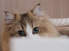 -momokira米努特·德文卷毛猫·棉花面纱犬