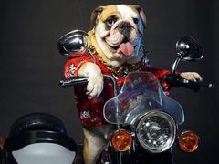 -超宠爱宠物摄影-Super pet