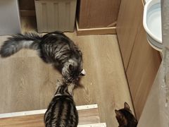 -MOCHA明星猫咖(田子坊店)