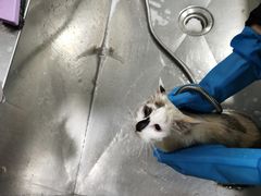 -中农国际动物医院24小时·猫科·骨科·急重症中心