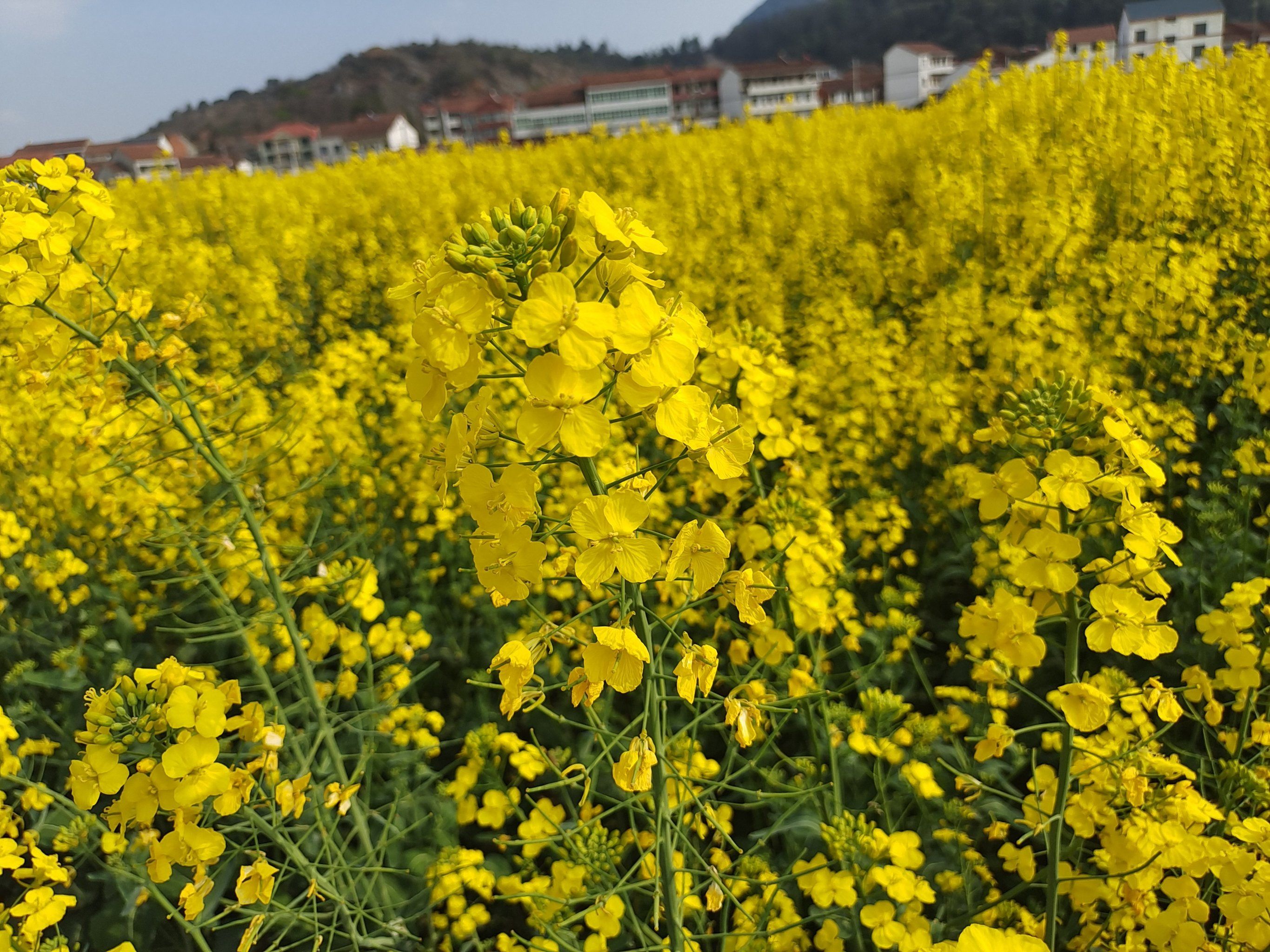 踏春踏春,来看油菜花啦