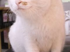 -平行世界·猫咖(首经贸店)