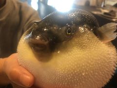 -肆月河豚·新淮扬(金融街店)
