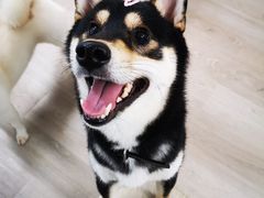 -柴迷FANS CLUB·柴犬狗咖·猫咖