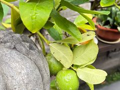 -茉莉花园咖啡(惠民路店)