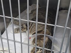 -中农国际动物医院24小时·猫科·骨科·急重症中心