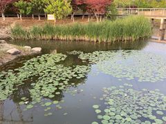 -佛手湖郊野公园