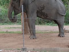 -清迈夜间动物园