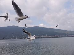 -海埂大坝