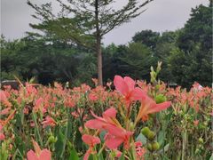 -观澜湖旅游度假区