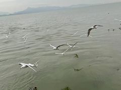 -深圳湾公园(南山区)