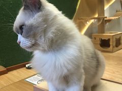 -猫和宫(六道口店)
