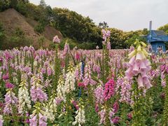 -广州市流溪河国家森林公园