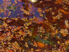 -胖子鱼·天水麻辣鱼火锅(秦州407店)