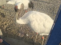 -盐城丹顶鹤湿地生态旅游区