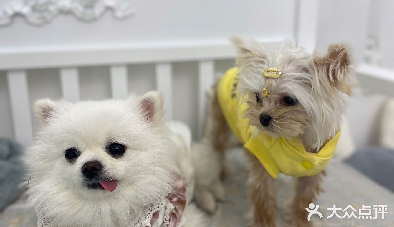 成都探店｜可爱家的狗狗也太好rua了