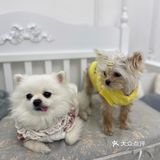 成都探店｜可爱家的狗狗也太好rua了