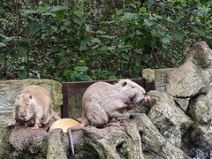 -海南热带野生动植物园