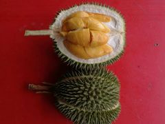 -都念榴莲·城市榴莲