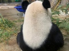 -海南热带野生动植物园