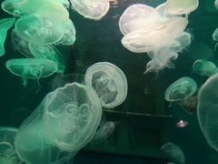 -大连圣亚海洋世界