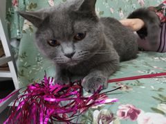 -我爱猫咪·猫咖·狗咖·安哥拉兔·羊驼咖(小寨华旗店)