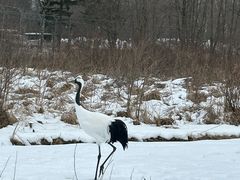 -钏路市丹顶鹤自然公园