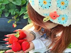 -尚田草莓姑娘白草莓采摘基地