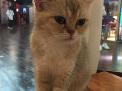 -猫小院猫主题餐厅(三里屯店)