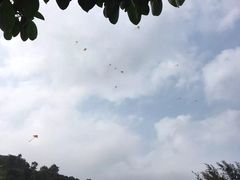 -野狸岛