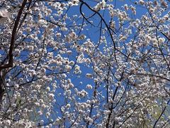 -桃花堤公园