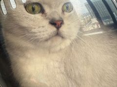 -艾贝尔宠物医院·狂犬免疫点(江山金象城店)