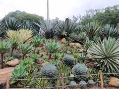 -深圳仙湖植物园