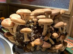 现采松香菇-火鳳祥美蛙牛肉自助(青悦城店)