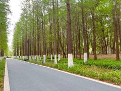 -昆山城市生态森林公园