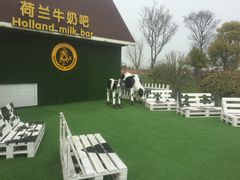 -荷兰花海