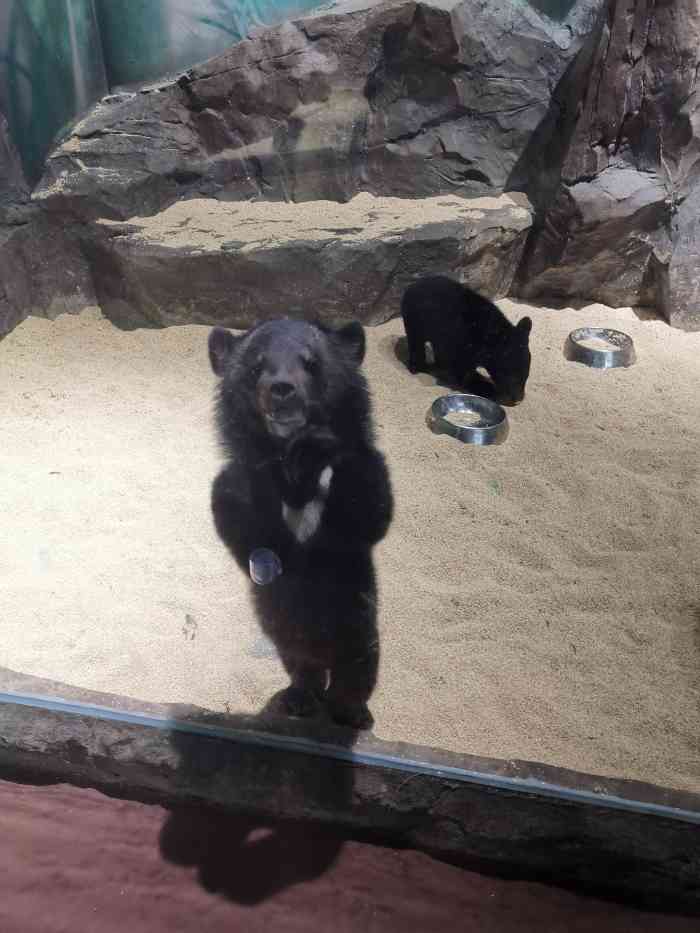 蚌埠银泰城萌宠动物园-"小型室内动物园,纯粹是为了逗小朋友,不值.