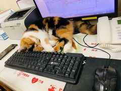 -宠爱国际动物医院· 猫科· 外科·中兽医(长白店)