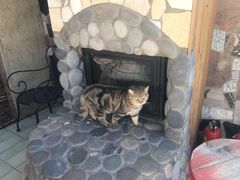 -喵屿·大理花园猫咖