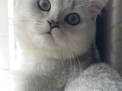 -欣宠猫屋·矮脚拿破仑·蓝金金渐层