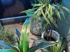 -椰小鸡·琼州糟粕醋·火锅(美兰缤纷城店)