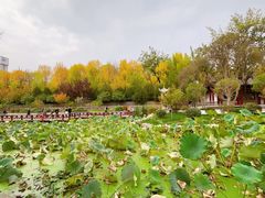 -莲湖公园