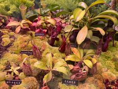 -中国科学院西双版纳热带植物园