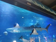 -烟台海昌鲸鲨海洋公园