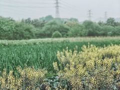 -八卦田遗址公园